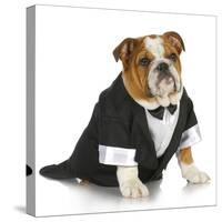 English Bulldog Wearing Black Tuxedo And Tails On White Background-Willee Cole-Stretched Canvas