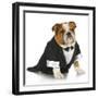 English Bulldog Wearing Black Tuxedo And Tails On White Background-Willee Cole-Framed Photographic Print