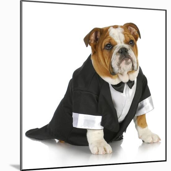 English Bulldog Wearing Black Tuxedo And Tails On White Background-Willee Cole-Mounted Photographic Print