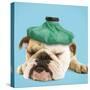 English Bulldog with Ice Pack-null-Stretched Canvas