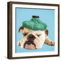 English Bulldog with Ice Pack-null-Framed Photographic Print