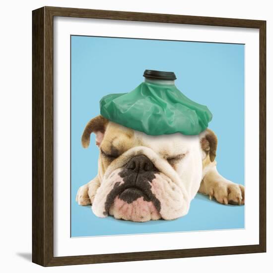 English Bulldog with Ice Pack-null-Framed Photographic Print