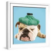 English Bulldog with Ice Pack-null-Framed Photographic Print