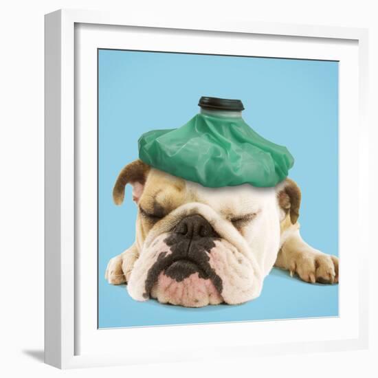 English Bulldog with Ice Pack-null-Framed Photographic Print