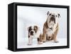English Bulldog with Puppy-Larry Williams-Framed Stretched Canvas