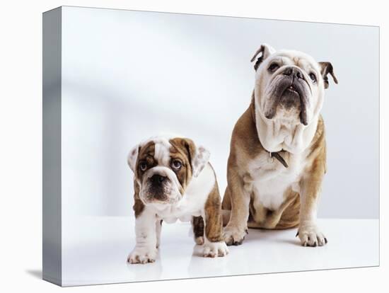 English Bulldog with Puppy-Larry Williams-Stretched Canvas