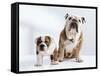 English Bulldog with Puppy-Larry Williams-Framed Stretched Canvas