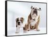 English Bulldog with Puppy-Larry Williams-Framed Stretched Canvas