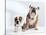 English Bulldog with Puppy-Larry Williams-Stretched Canvas