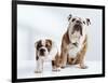 English Bulldog with Puppy-Larry Williams-Framed Photographic Print