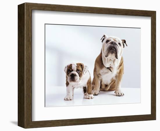 English Bulldog with Puppy-Larry Williams-Framed Photographic Print