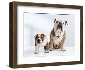 English Bulldog with Puppy-Larry Williams-Framed Photographic Print