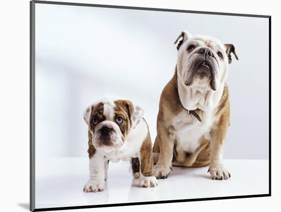 English Bulldog with Puppy-Larry Williams-Mounted Photographic Print