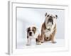 English Bulldog with Puppy-Larry Williams-Framed Photographic Print