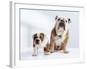 English Bulldog with Puppy-Larry Williams-Framed Photographic Print