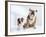 English Bulldog with Puppy-Larry Williams-Framed Photographic Print