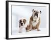 English Bulldog with Puppy-Larry Williams-Framed Photographic Print