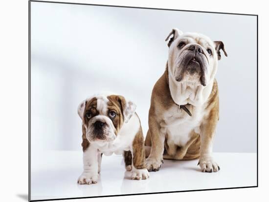 English Bulldog with Puppy-Larry Williams-Mounted Photographic Print