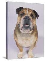 English Bulldog-null-Stretched Canvas