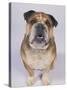 English Bulldog-null-Stretched Canvas