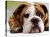 English Bulldog-null-Stretched Canvas