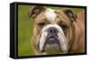 English Bulldog-null-Framed Stretched Canvas