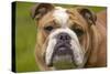 English Bulldog-null-Stretched Canvas