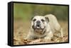 English Bulldog-null-Framed Stretched Canvas