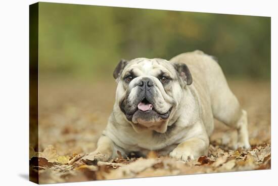 English Bulldog-null-Stretched Canvas