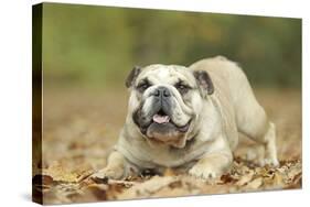 English Bulldog-null-Stretched Canvas