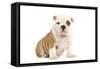 English Bulldog-null-Framed Stretched Canvas