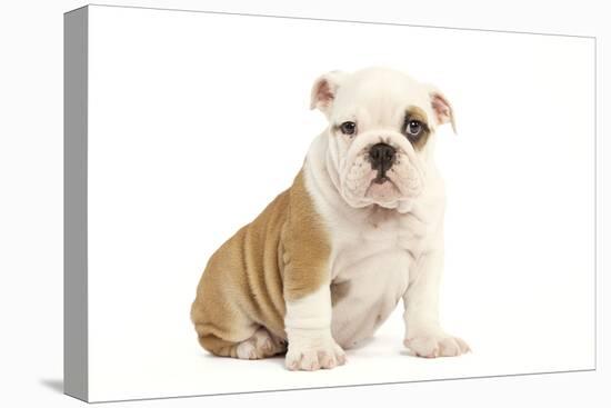 English Bulldog-null-Stretched Canvas