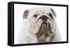 English Bulldog-null-Framed Stretched Canvas