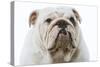 English Bulldog-null-Stretched Canvas