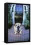 English Bulldog-DLILLC-Framed Stretched Canvas