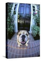 English Bulldog-DLILLC-Stretched Canvas