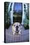 English Bulldog-DLILLC-Stretched Canvas