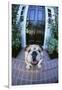 English Bulldog-DLILLC-Framed Premium Photographic Print