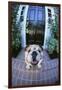 English Bulldog-DLILLC-Framed Premium Photographic Print