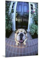 English Bulldog-DLILLC-Mounted Premium Photographic Print