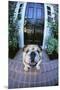 English Bulldog-DLILLC-Mounted Premium Photographic Print
