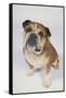 English Bulldog-DLILLC-Framed Stretched Canvas