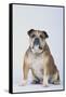 English Bulldog-DLILLC-Framed Stretched Canvas