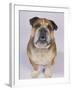 English Bulldog-null-Framed Photographic Print