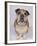 English Bulldog-null-Framed Photographic Print