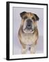 English Bulldog-null-Framed Photographic Print