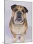 English Bulldog-null-Mounted Photographic Print