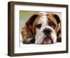 English Bulldog-null-Framed Photographic Print