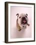 English bulldog-null-Framed Photographic Print