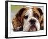 English Bulldog-null-Framed Photographic Print